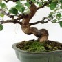 Pseudocidonia sinensis kifu size japanese bonsai