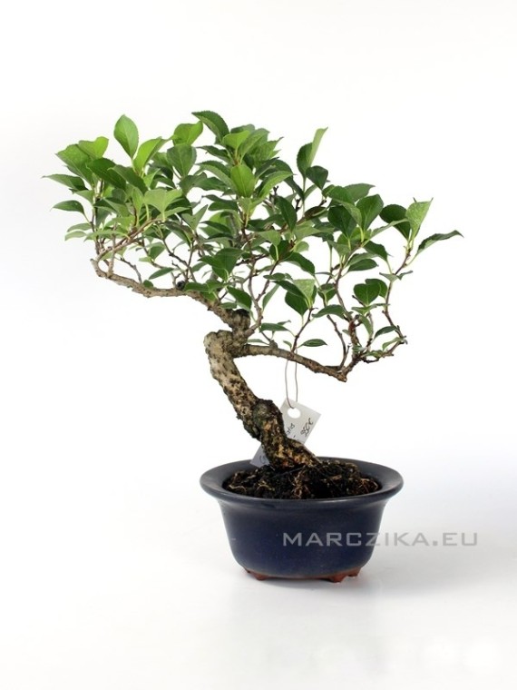 Celastrus orbiculatus shohin bonsai 04.