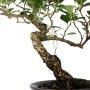 Celastrus orbiculatus shohin bonsai 04.