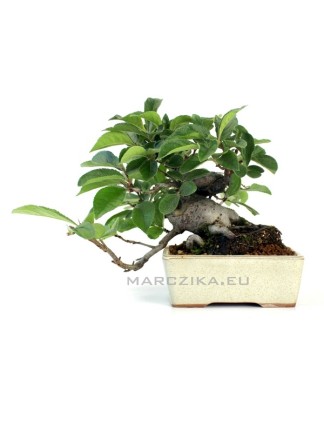 Photinia villosa shohin bonsai 03.