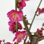 Prunus mume - bonsai Japánból 02.