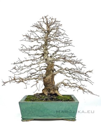 Carpinus coreana - klasszikus formájú lombhullató bonsai