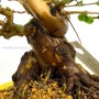 Lonicera sp. shohin bonsai 02.