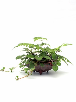 Kusamono növények (hangsúlyozó növények)