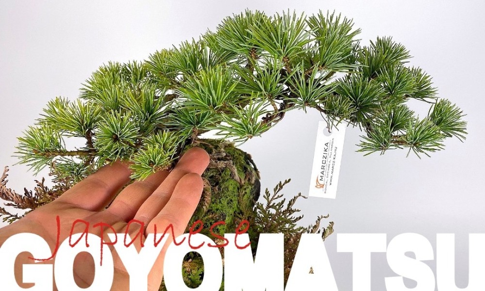 Goyomatsu bonsai és beépített kusamono?  Kettő az egyben!