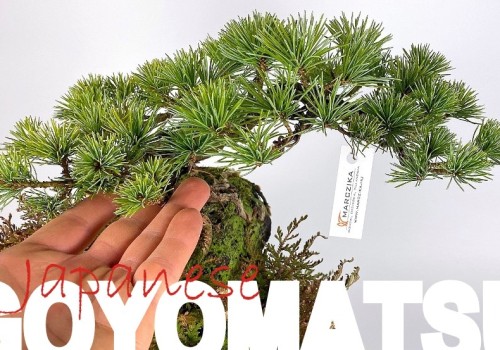 Goyomatsu bonsai és beépített kusamono?  Kettő az egyben!