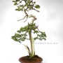 Bunjin Taxus cuspidata bonsai from Japan