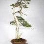 Bunjin Taxus cuspidata bonsai from Japan