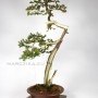 Bunjin Taxus cuspidata bonsai Japánból
