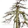 Neagari Acer buergerianum bonsai