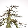 Neagari Acer buergerianum bonsai