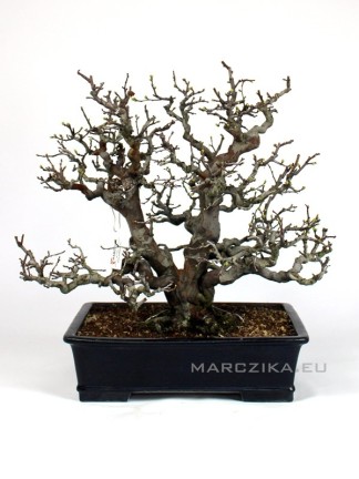Pseudocydonia sinensis bonsai 11. 