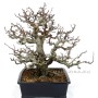 Pseudocydonia sinensis bonsai 11. 