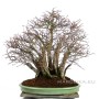 Yose ue style Pseudocydonia chinensis - Japanese bonsai
