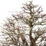 Yose ue stílusú Pseudocydonia chinensis - Japán bonsai