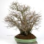 Yose ue style Pseudocydonia chinensis - Japanese bonsai