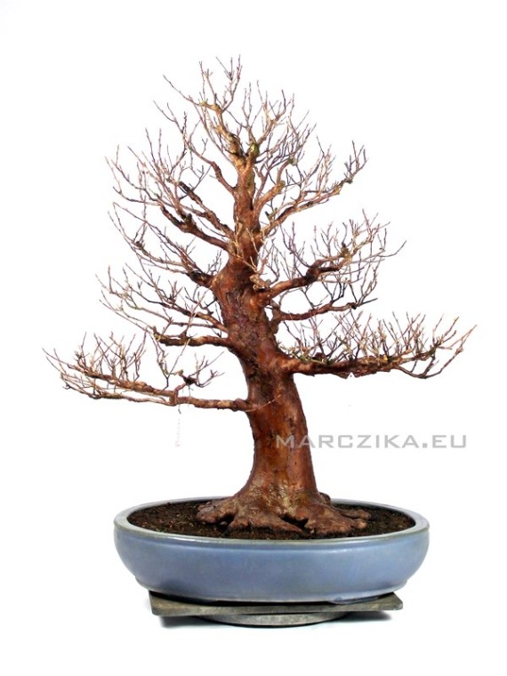 Stewartia monadelpha bonsai from Japan