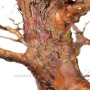 Stewartia monadelpha bonsai Japánból
