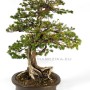 Taxus cuspidata öreg japán bonsai