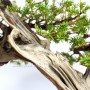 Taxus cuspidata öreg japán bonsai