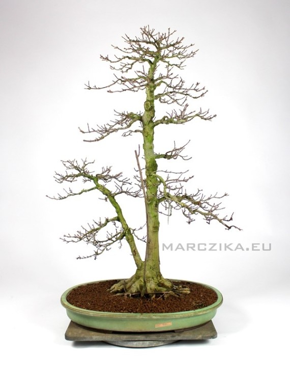 Acer buergerianum bonsai Japánból - sokan stílusú Kaede