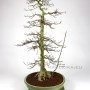 Acer buergerianum bonsai form Japan - sokan styled Kaede