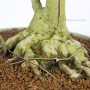 Acer buergerianum bonsai form Japan - sokan styled Kaede