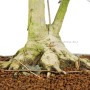 Acer buergerianum bonsai Japánból - sokan stílusú Kaede