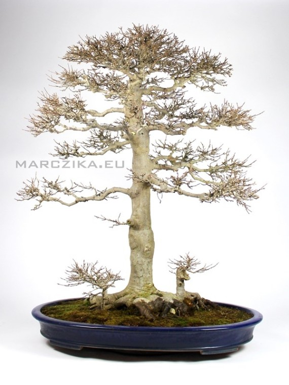 Acer buergerianum nagy méretű juhar bonsai Japánból