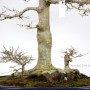 Acer buergerianum nagy méretű juhar bonsai Japánból