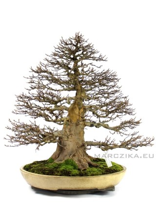 Acer buergerianum - Kaede bonsai from Japan