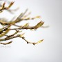 Acer buergerianum - Kaede bonsai Japánból