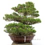 Pinus parviflora 'Kokonoe' - Gaito kengai Goyomatsu bonsai