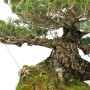 Pinus parviflora 'Kokonoe' - Gaito kengai Goyomatsu bonsai