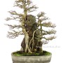 Acer buergerianum - Sekijoju Kaede bonsai Japánból