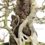 Acer buergerianum - Sekijoju Kaede bonsai from Japan