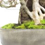 Acer buergerianum - Sekijoju Kaede bonsai Japánból
