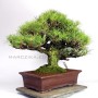 Pinus thunbergii  - Kuromatsu -  Japán feketefenyő bonsai