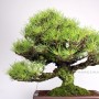 Pinus thunbergii - Kuromatsu - Japanese black pine bonsai