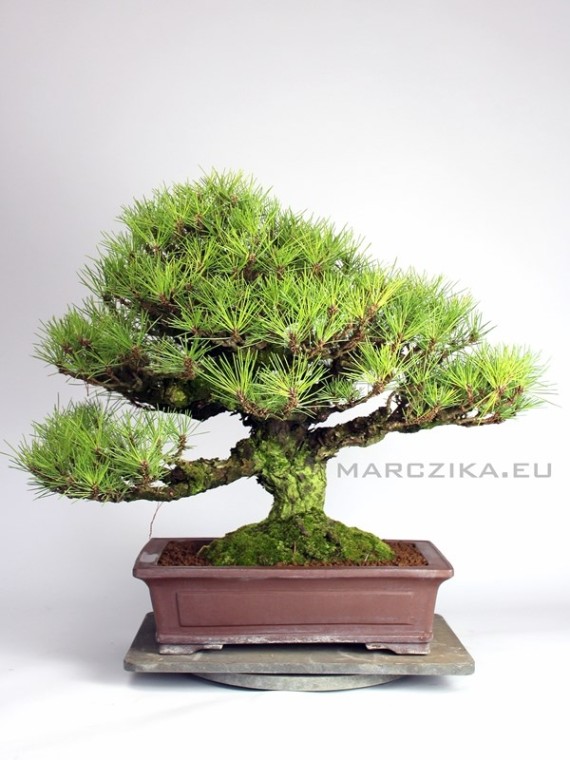 Pinus thunbergii  - Kuromatsu -  Japán feketefenyő bonsai