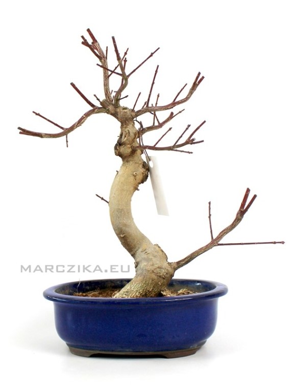 Euonymus alatus moyogi bonsai Japánból 01.