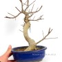 Euonymus alatus moyogi bonsai from Japan 01.