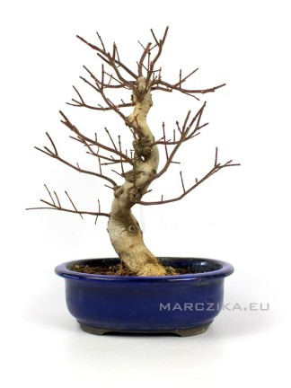 Euonymus alatus moyogi bonsai Japánból 02.