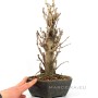 Ginkgo biloba - többtörzsű japán Páfrányfenyő bonsai 02.