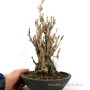 Ginkgo biloba - többtörzsű japán Páfrányfenyő bonsai 03.