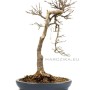 Bunjin Kaede - Acer buergerianum bonsai from Japan