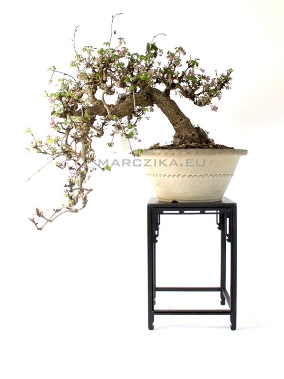 Akebia quinata cascade japanese bonsai