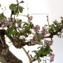 Akebia quinata cascade japanese bonsai