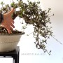 Akebia quinata kaszkád japán bonsai