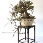 Akebia quinata kaszkád japán bonsai